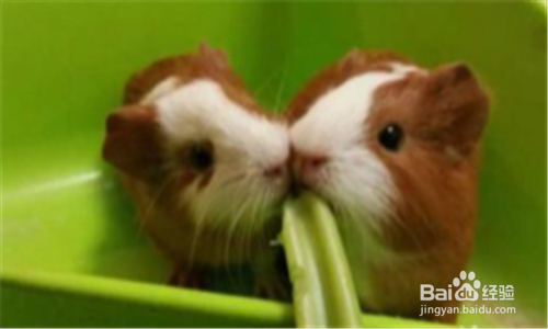 荷兰猪呼吸道感染怎么办