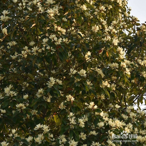 醉香含笑的种植方法和注意事项
