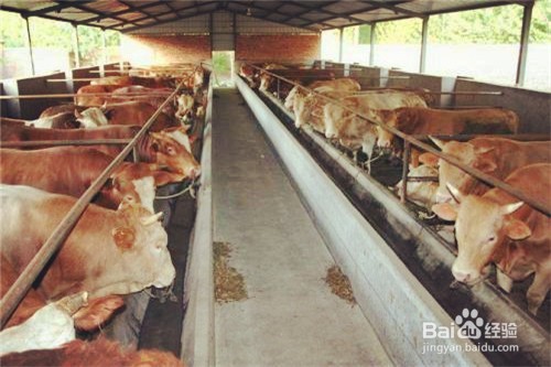 金门2018怎么养殖肉牛