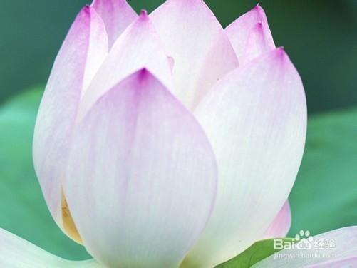 微距摄影有什么技巧