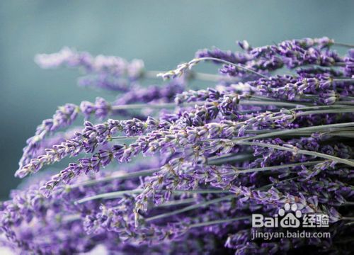 普罗旺斯薰衣草之恋