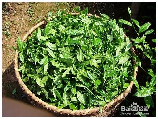武夷岩茶独特的制作工艺