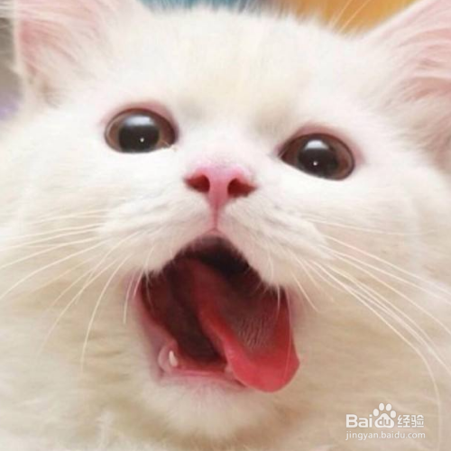 猫咪身上有什么样的味道