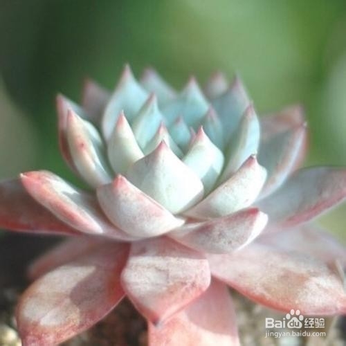 夏天养多肉一定要注意的六个不要