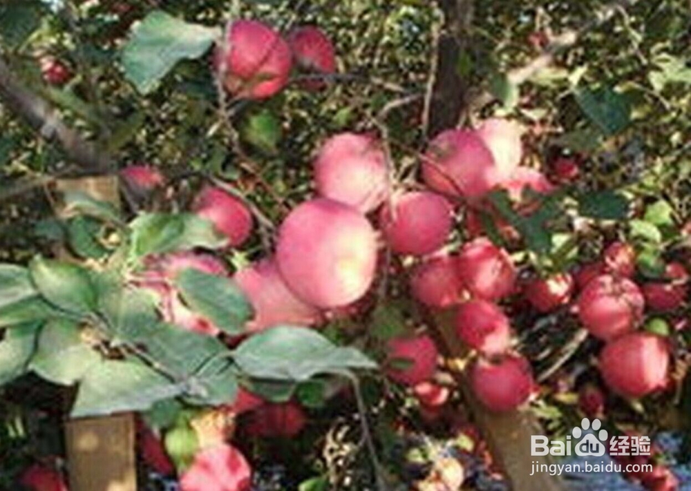 去乡下采摘注意什么