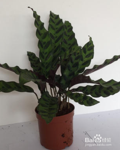 常绿草本植物猫眼竹芋如何养殖？