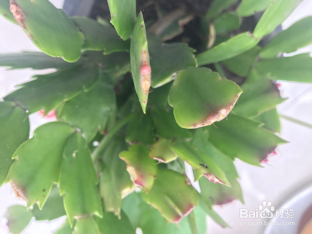 蟹爪兰的养护方法