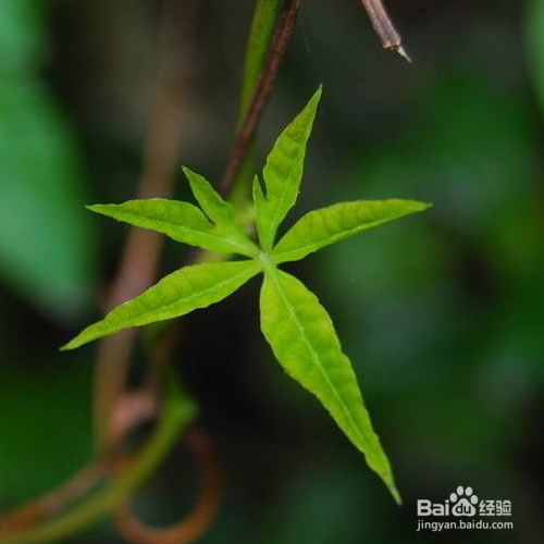 常青藤的培育方法和注意事项