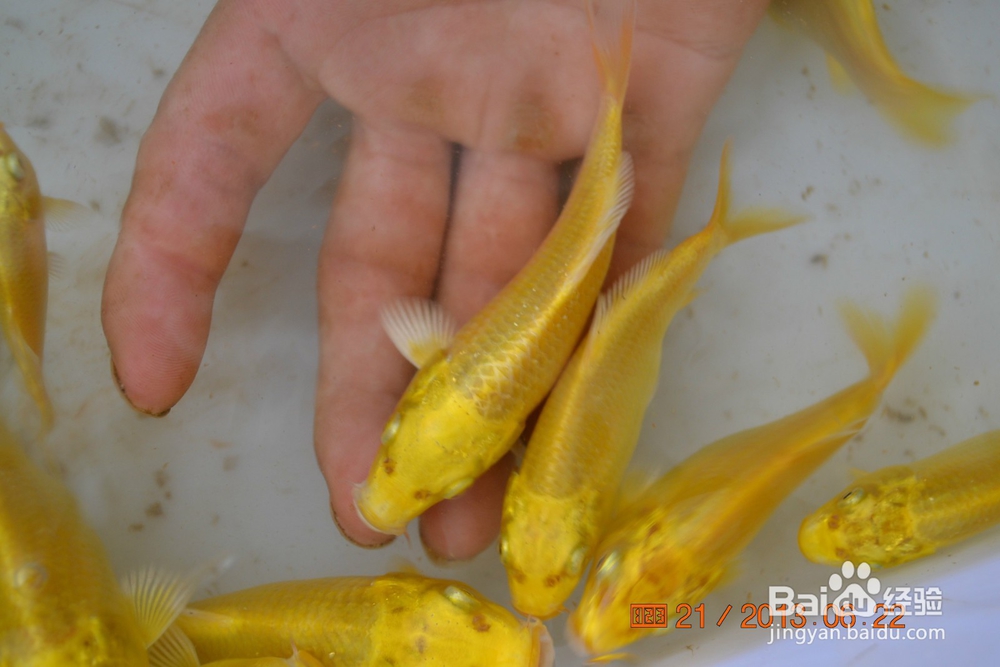 介绍锦鲤小常识