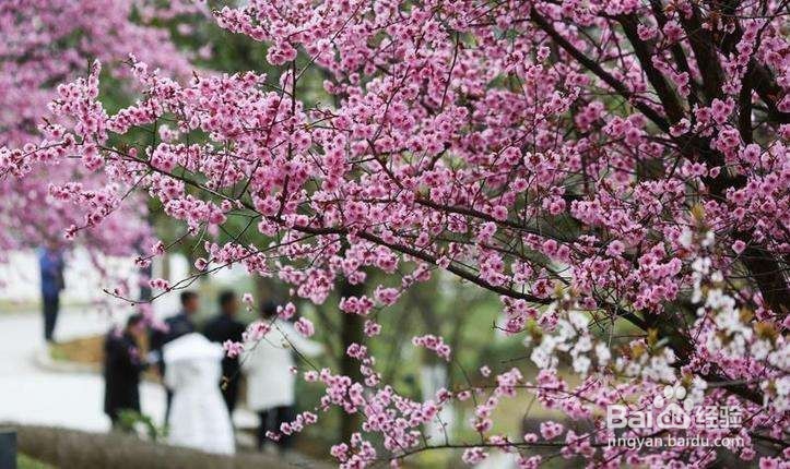 2019年清明节，带孩子去哪里玩呢？