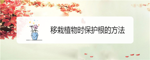 移栽植物时保护根的方法