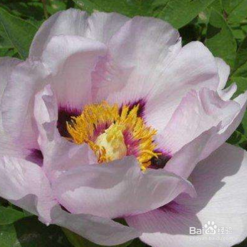 ​紫斑牡丹的种植技巧？