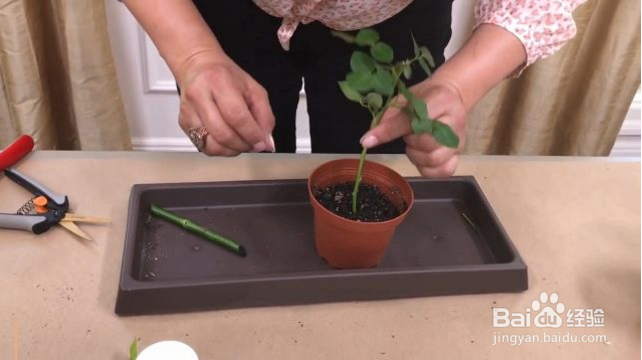 在家怎么栽种一盆美美的玫瑰？