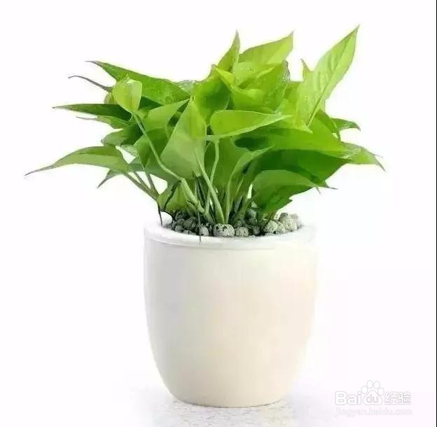 史上最全的吸毒植物.新房必备