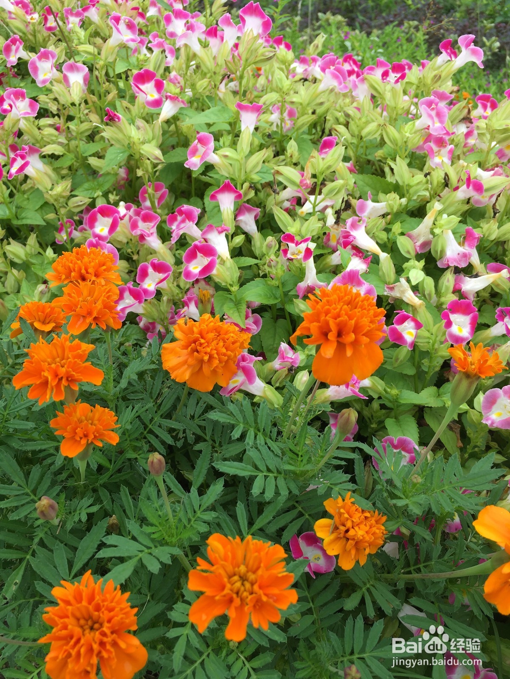 英山四季花海好玩吗四季花海旅游攻略