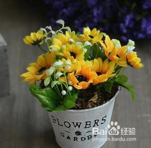 春天在家适合种些什么花草？