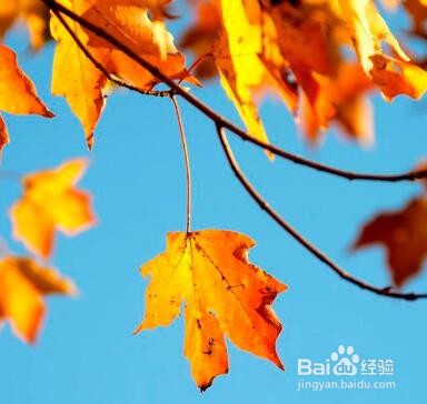 落叶像巴掌怎么扩写句子