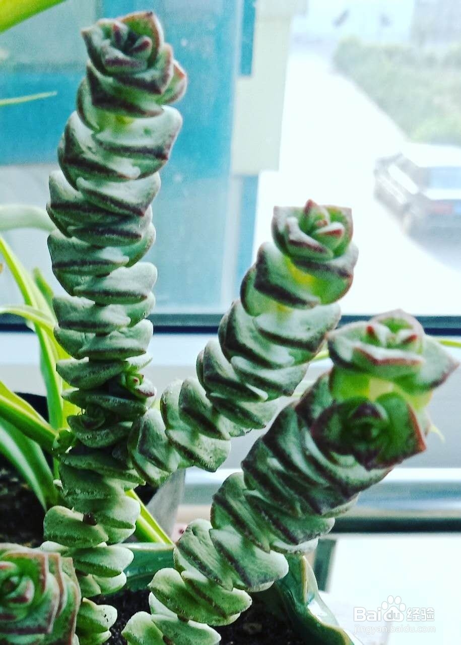 钱串怎么爆盆