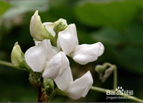 白扁豆花的功效与食用方法