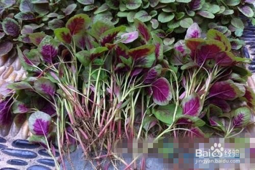 红苋菜怎么种植