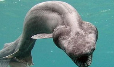 为什么史前动物都那么大