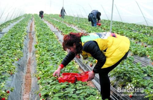 草莓的销售新方法