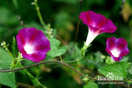 怎么养牵牛花