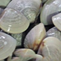 白贝怎么保存放得住 百度经验