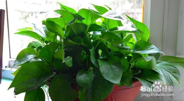 绿萝的养殖注意有什么