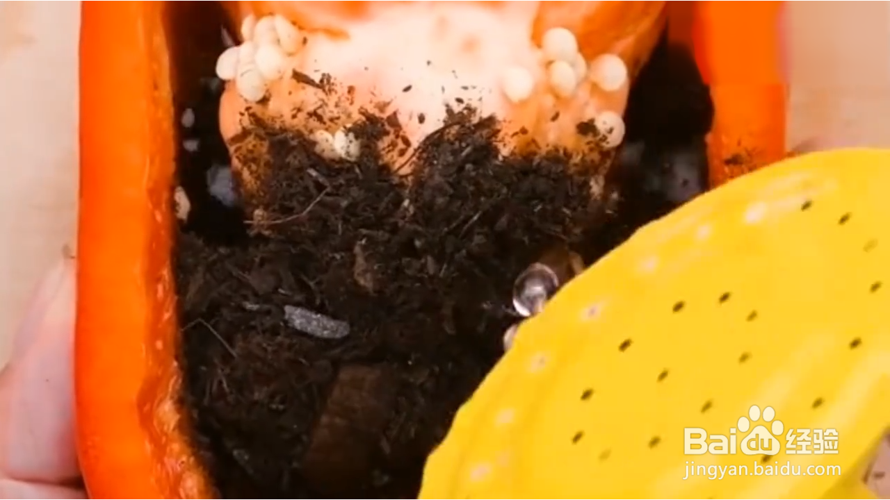 如何在家种植辣椒？