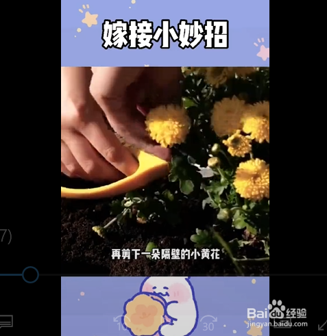 嫁接植物的小妙招