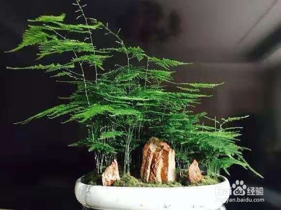 3种花，卧室客厅养1盆，甲醛少了，睡觉也香了！