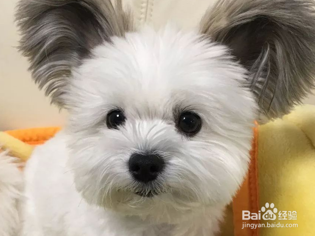 怎么轻松打造高颜值汪星人？