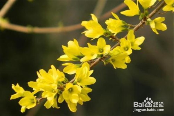 迎春花的养殖方法和注意事项有什么？