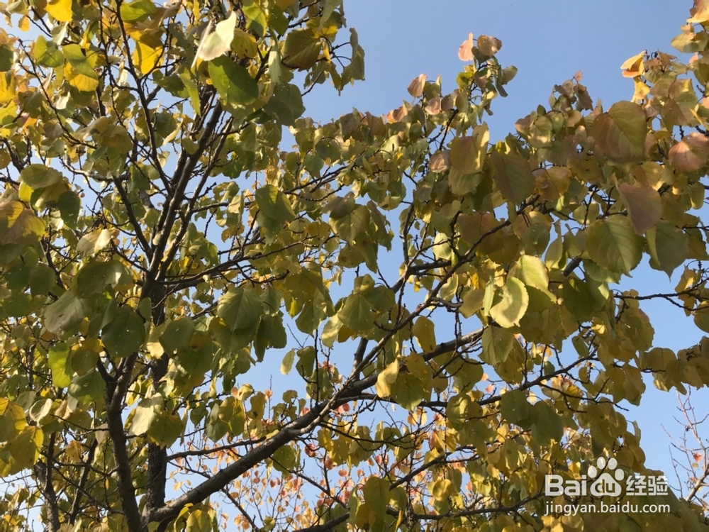 郊游怎样获得秋趣