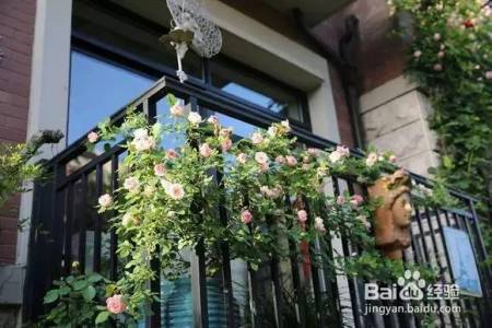 老花农的一颗月季真漂亮，难怪给他多少钱都不换