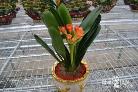 花盆边戳个洞，埋点它，花猛蹿狂长，叶子长成绿瀑布!