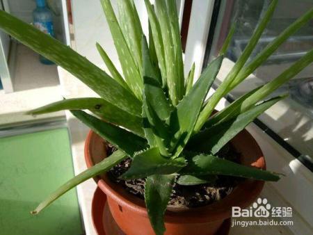 芦荟胖到爆炸,花朵开满了盆,就是用了这个方法!