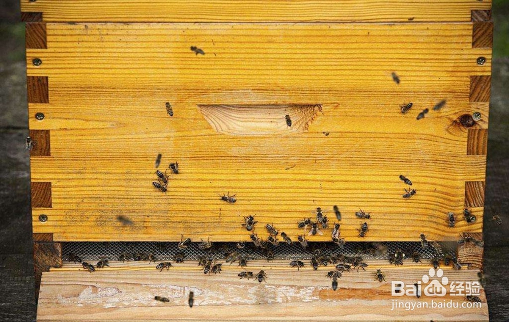 如何预防盗蜂