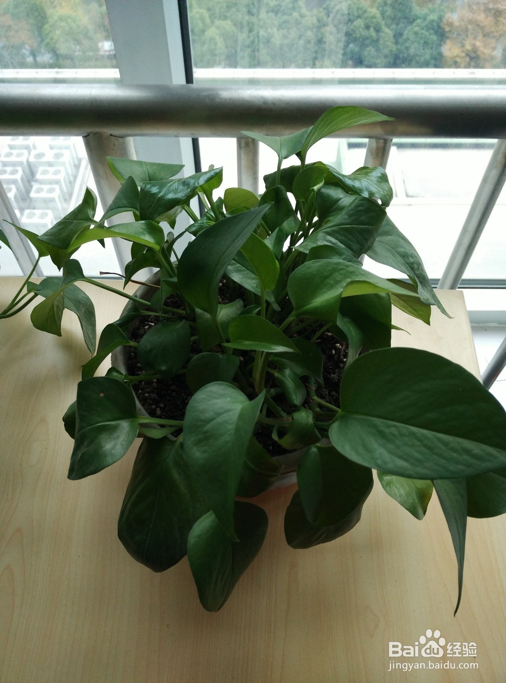 怎么提高办公室绿萝的成活率?