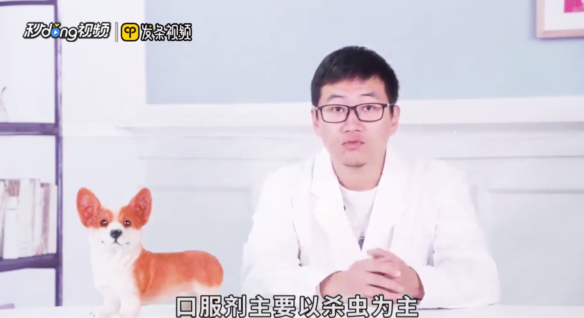 如何正确的给狗狗进行体内体外驱虫