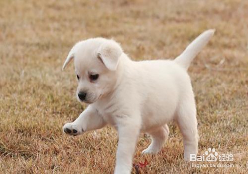 狗狗有泪痕怎么解决