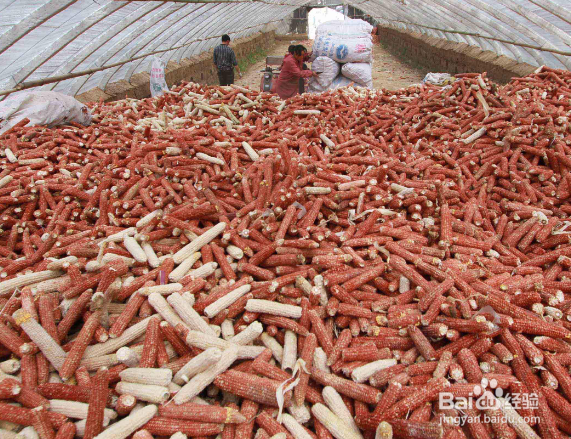 玉米芯能做什么