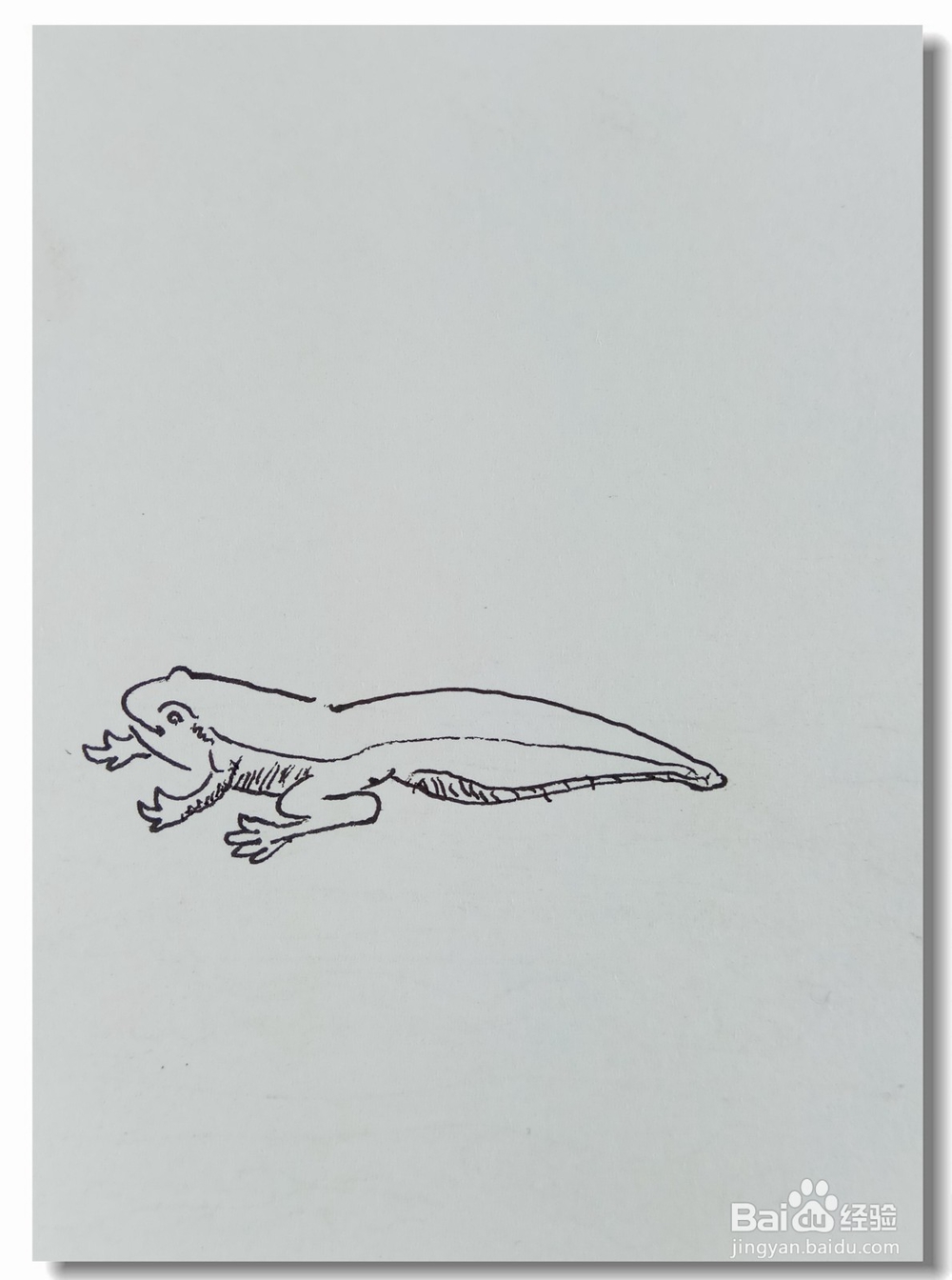 怎样画钢笔画“青蛙是怎样变成的”?