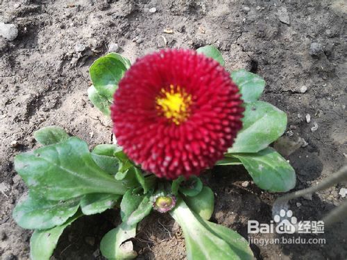 北京玉渊潭公园樱花节游记