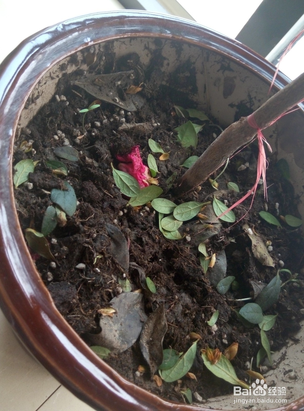 杜鹃花怎么养