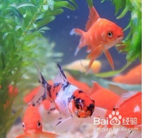 不打氧怎样养金鱼