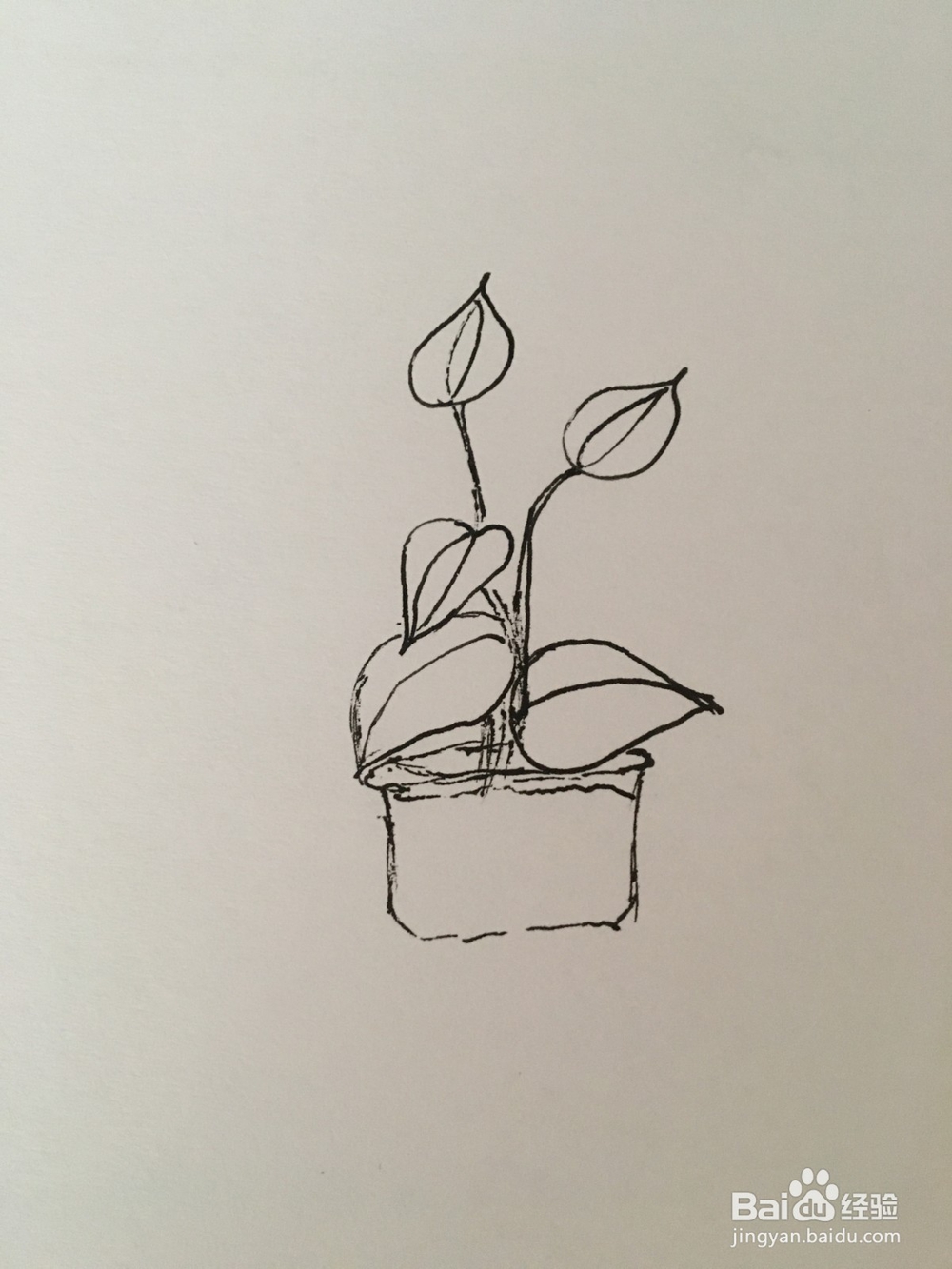 幼儿简笔画：马蹄莲花的画法
