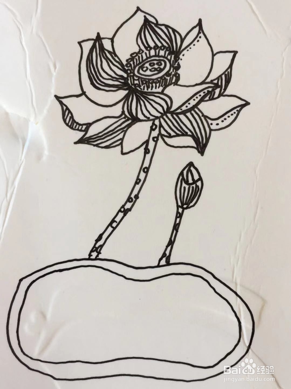 插画教程之莲花