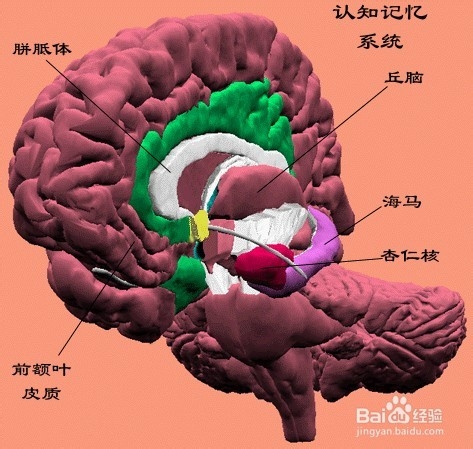 记忆方法有哪些